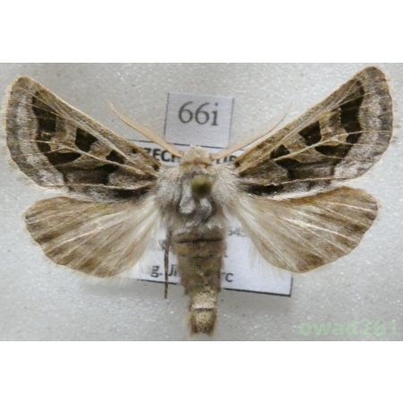 Episema glaucina (Esper, 1789) Czech66i